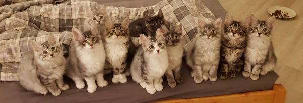 Kurilean kittens